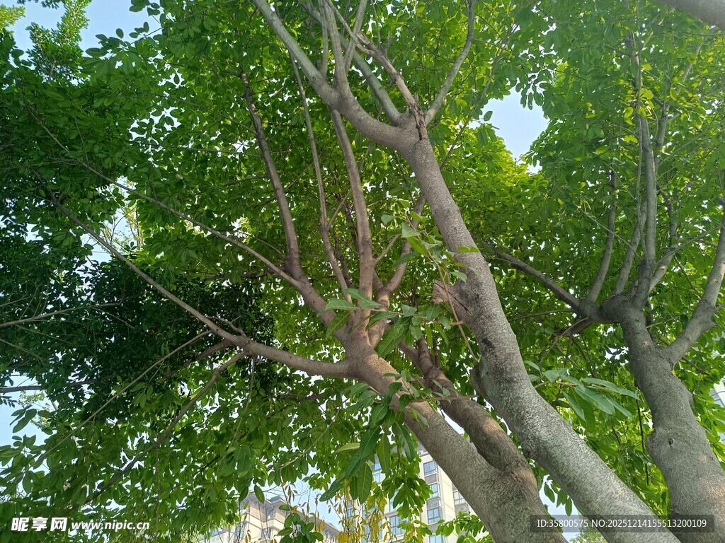 繁茂绿树展现自然生机