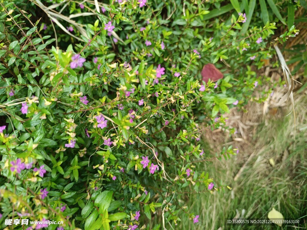 繁茂草丛中的紫色小花