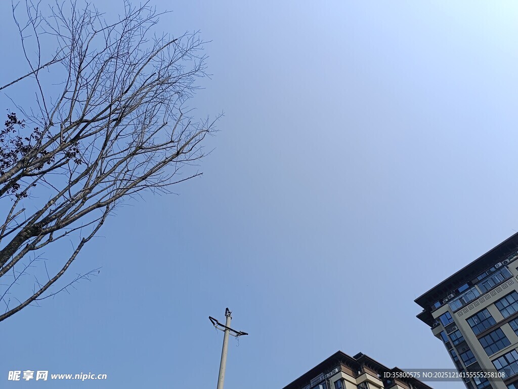 蓝天树枝旁的建筑一角