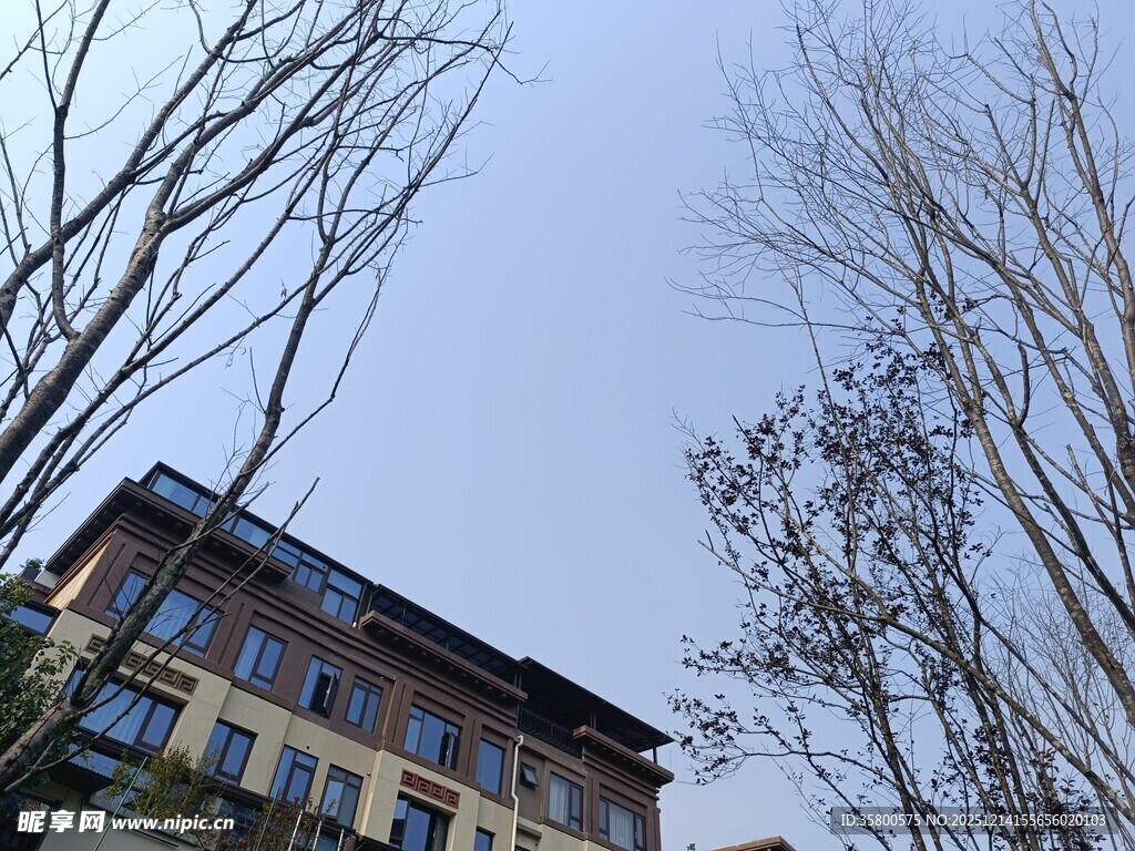 冬日枯树旁的多层建筑