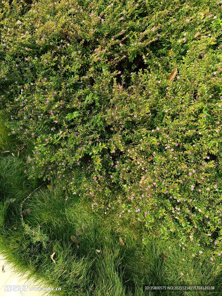 翠绿繁茂的植物景观