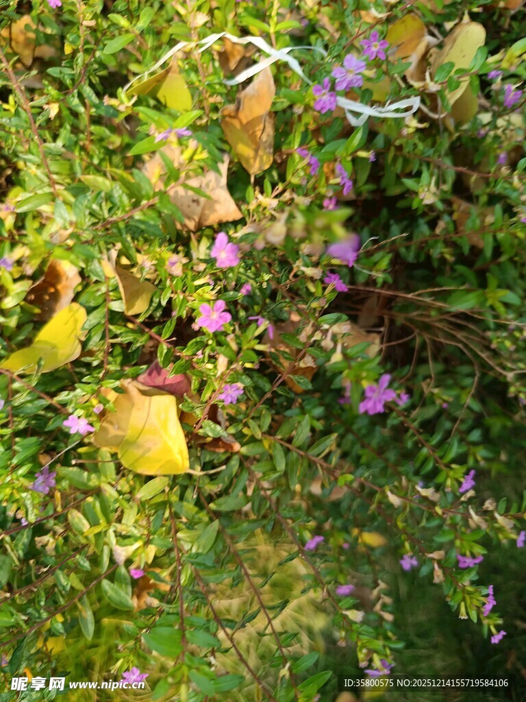 草丛中的多彩花朵