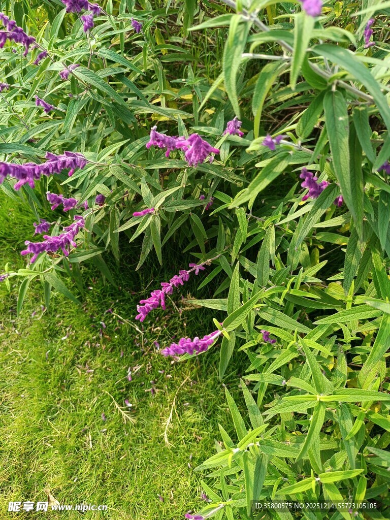 紫色花卉与绿叶的自然景致