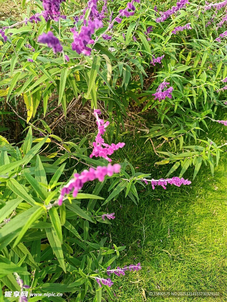 紫色花卉与绿叶的自然景致