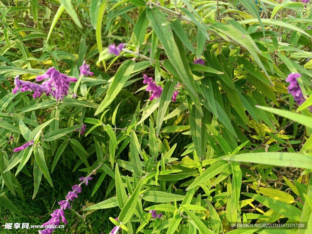 紫色花卉与绿叶的自然景致