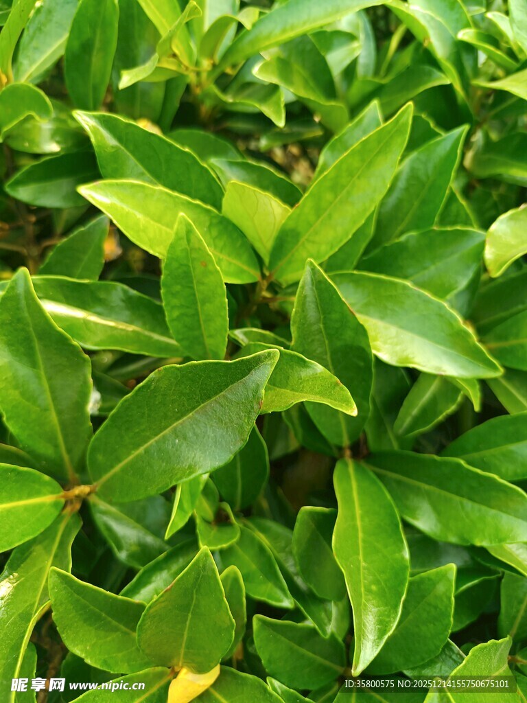 翠绿繁茂的植物叶片