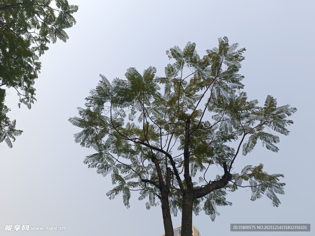 挺拔绿树映蓝天