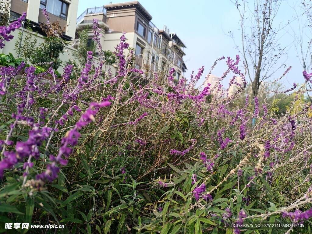紫色花丛与远处楼房景观