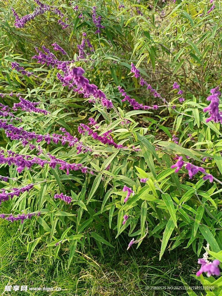 紫色花卉生长于绿叶间