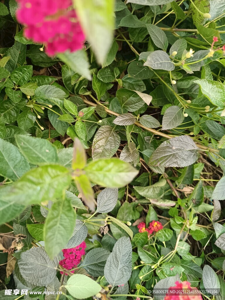 绿叶丛中的娇艳花朵