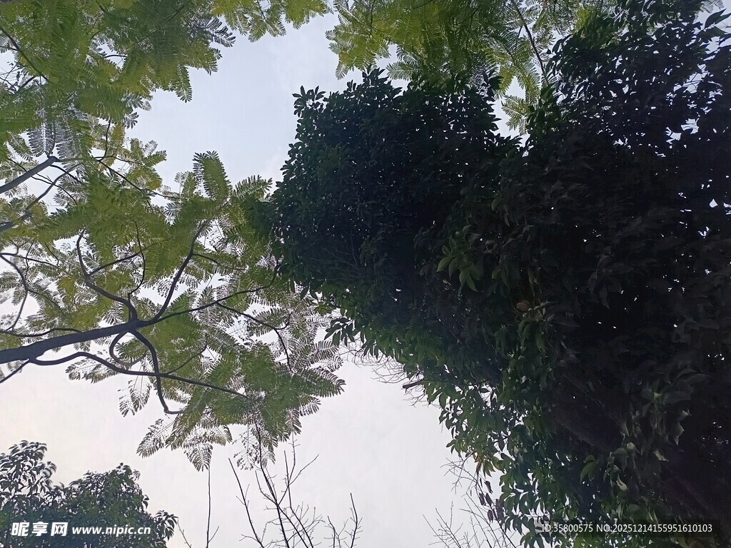 仰视茂密树林树冠