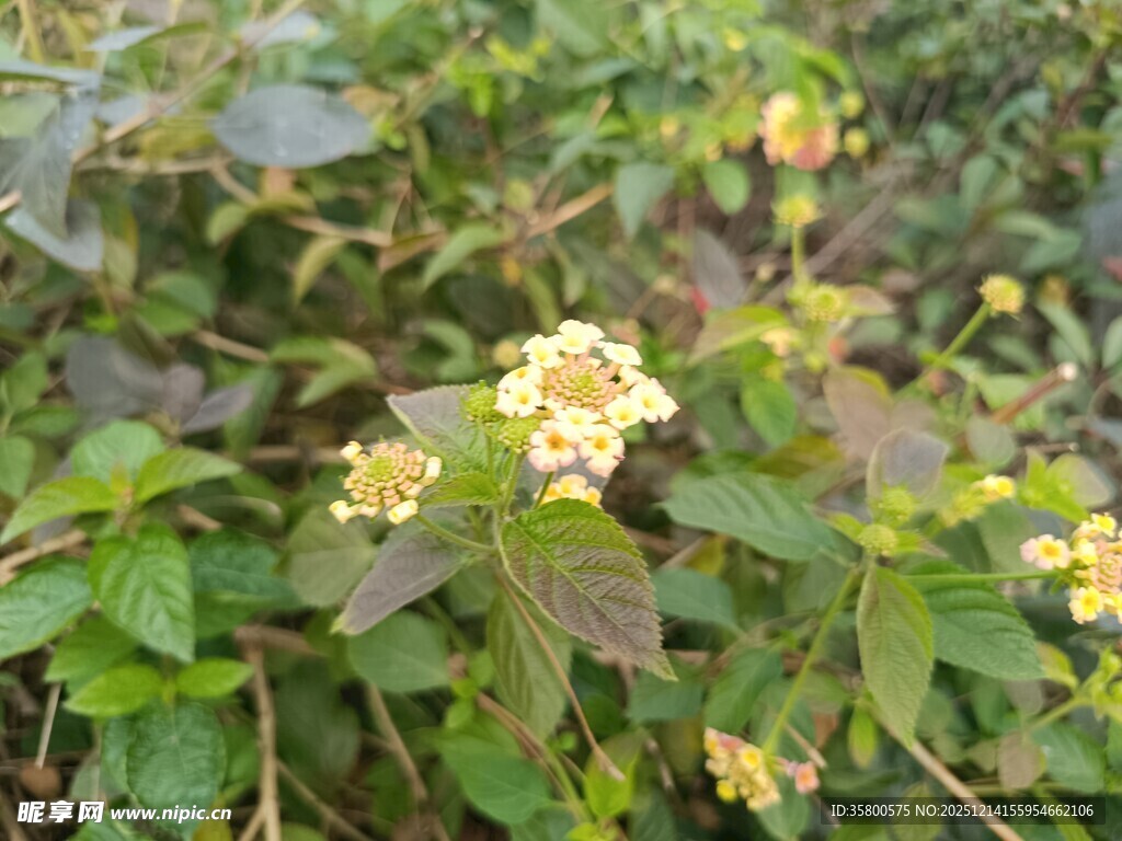 野外绽放的黄色小花