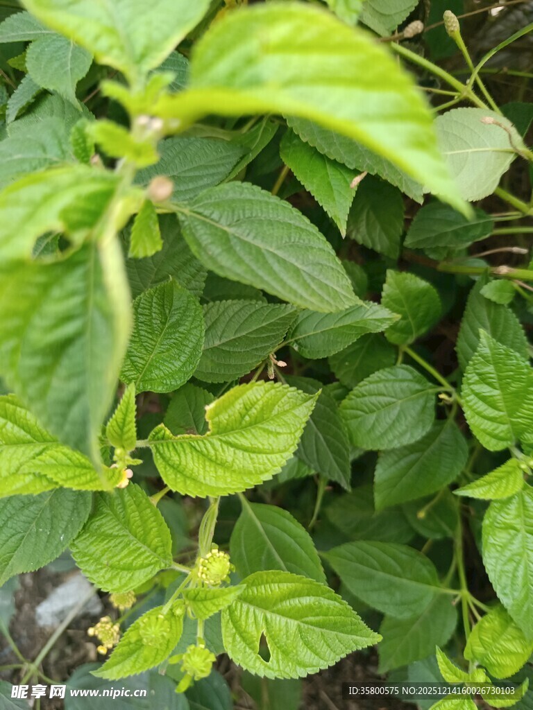 翠绿清新的罗勒叶植物