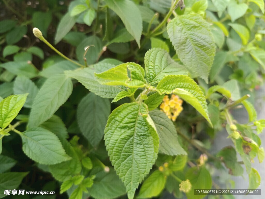 绿叶间的黄色小花