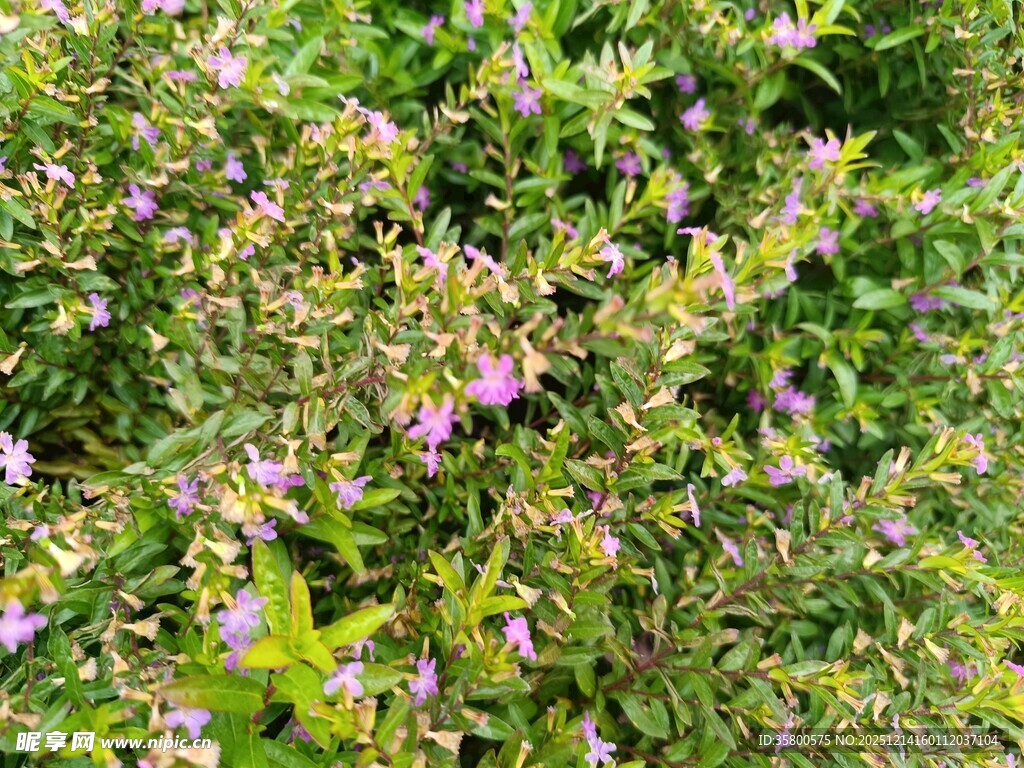 繁茂花丛中的紫色小花