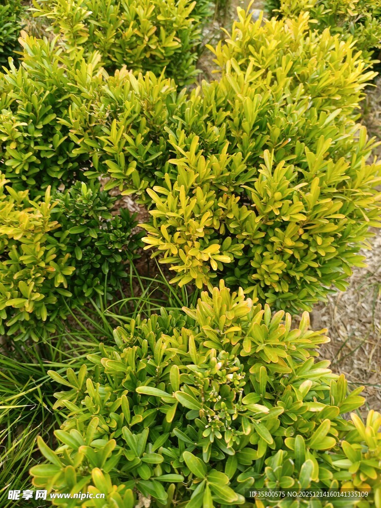 黄绿相间的茂盛灌木丛