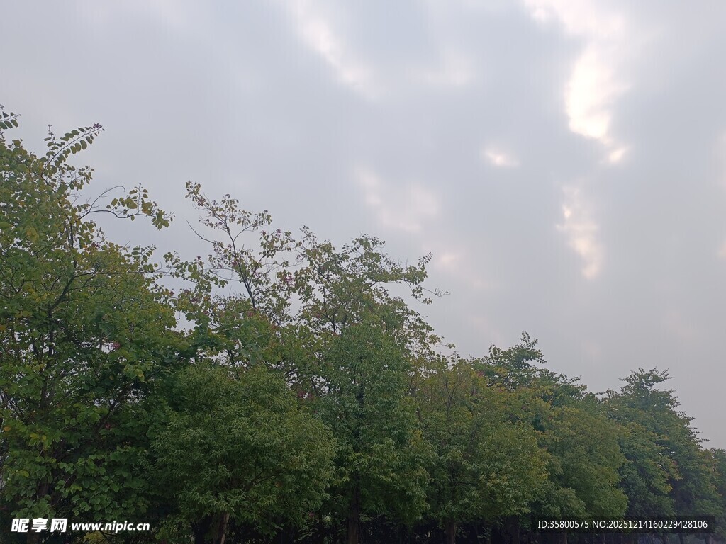 绿树映衬下的天空美景