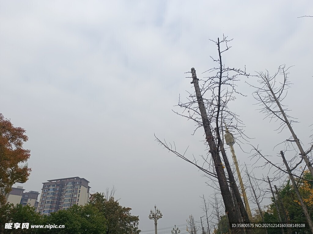 枯树挺立在城市背景中