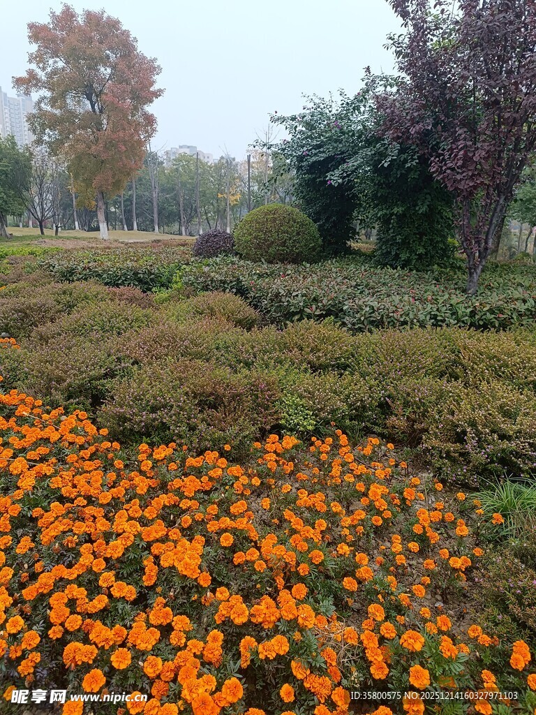 秋日绚烂花丛景观