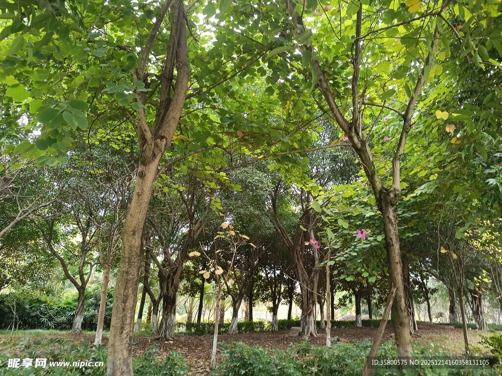 林间葱郁绿树风景优美