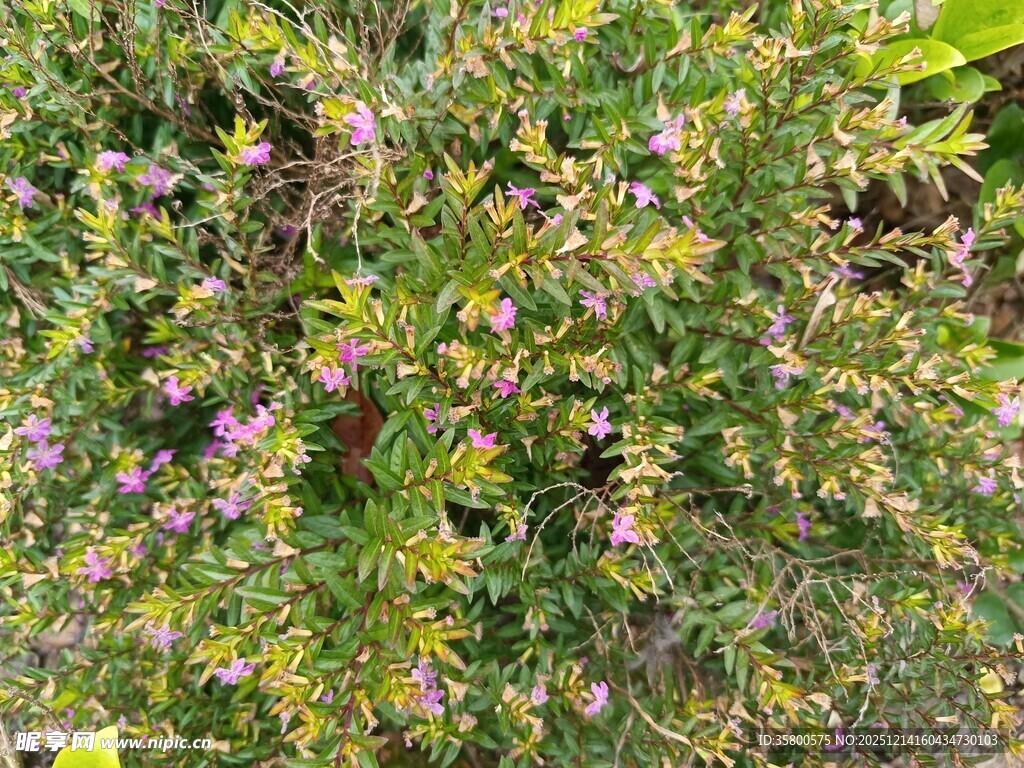 繁茂紫色小花植物景观