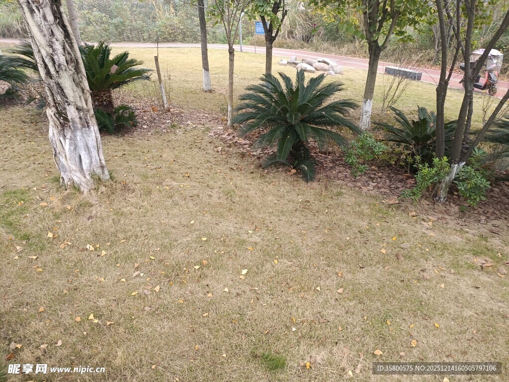 户外草地旁的绿植景观