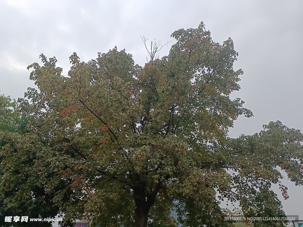 阴天中的茂盛大树