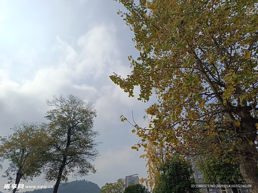 秋日户外树木风景图