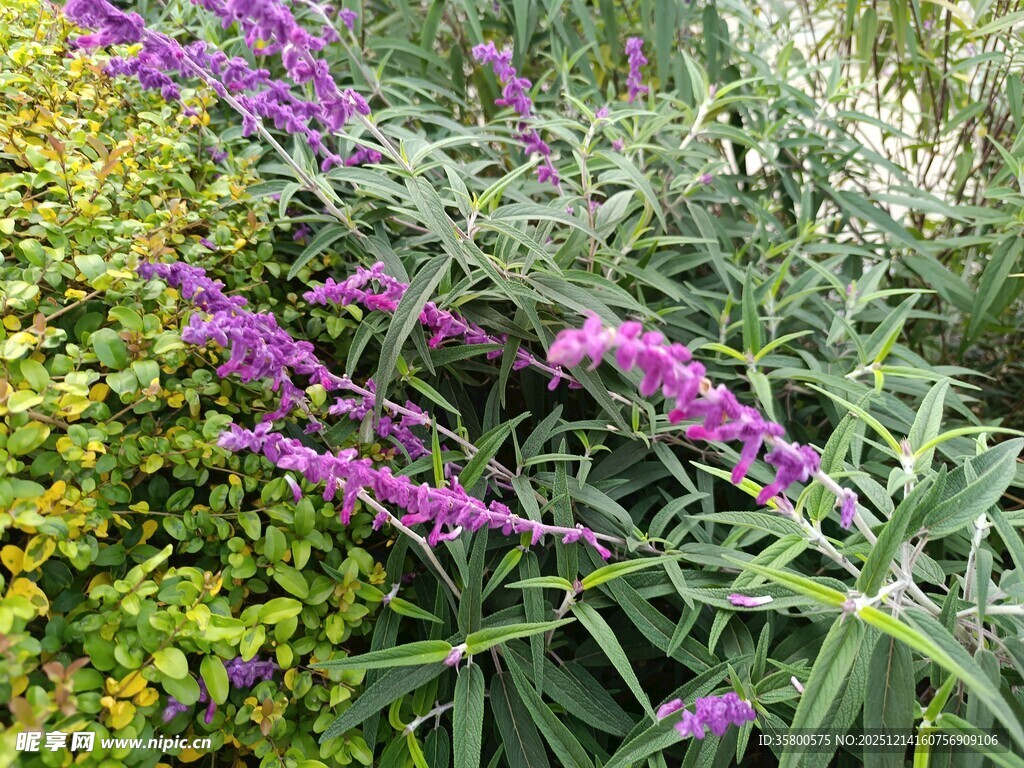 紫色花卉与绿叶植物景观