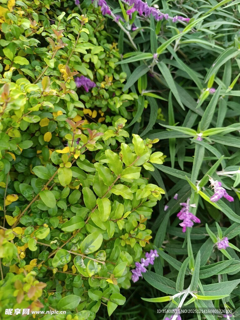 绿叶紫花植物景观
