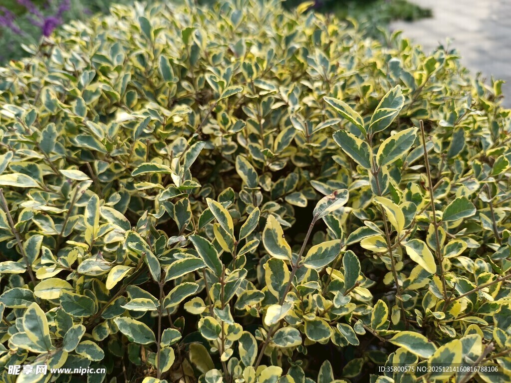 黄绿相间的斑斓植物