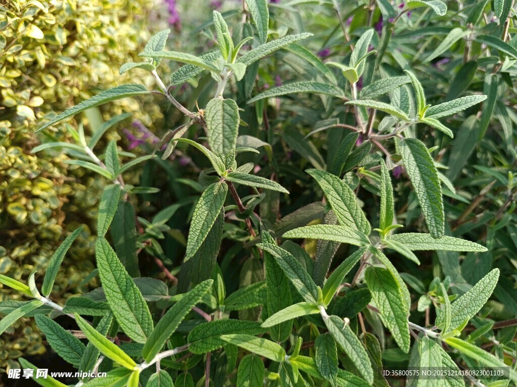 绿叶繁茂的植物景观