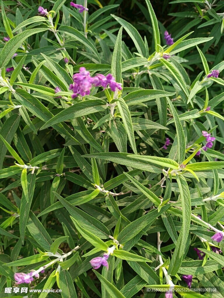 绿叶丛中的紫色小花