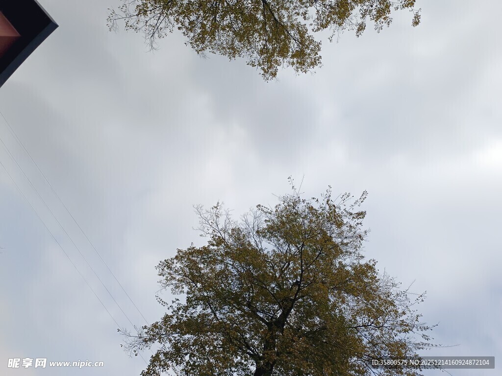 仰视视角下的树木与天空