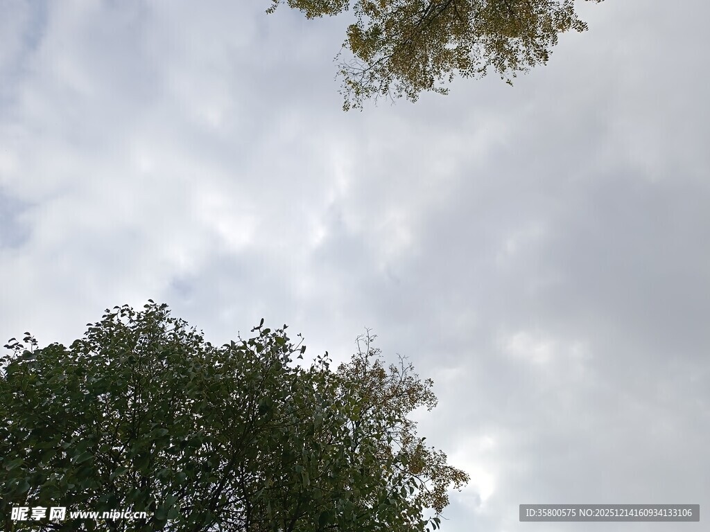 仰视天空中的树木与云朵