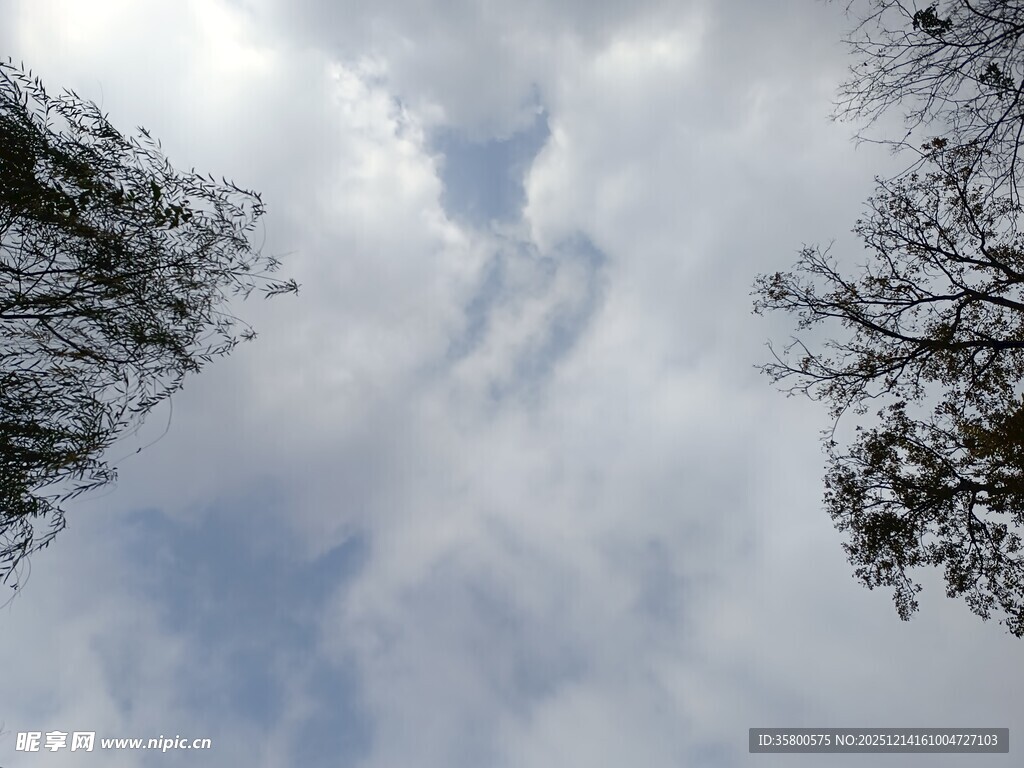 仰望天空中的树木与云朵