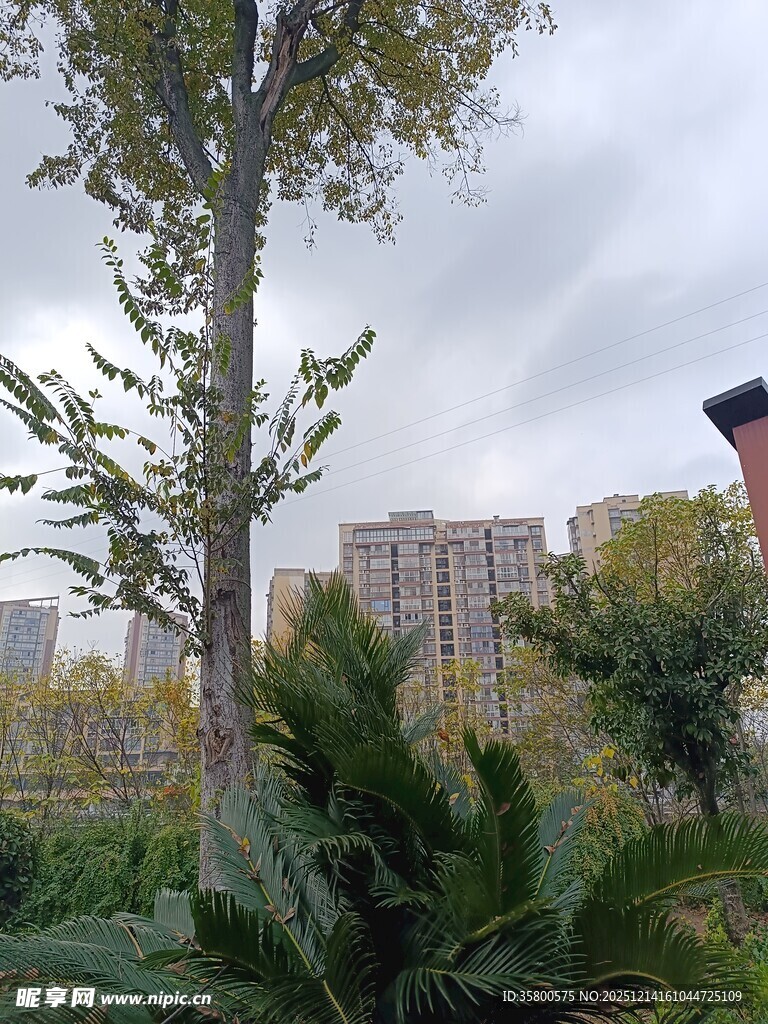 城市中的绿植与高楼景观