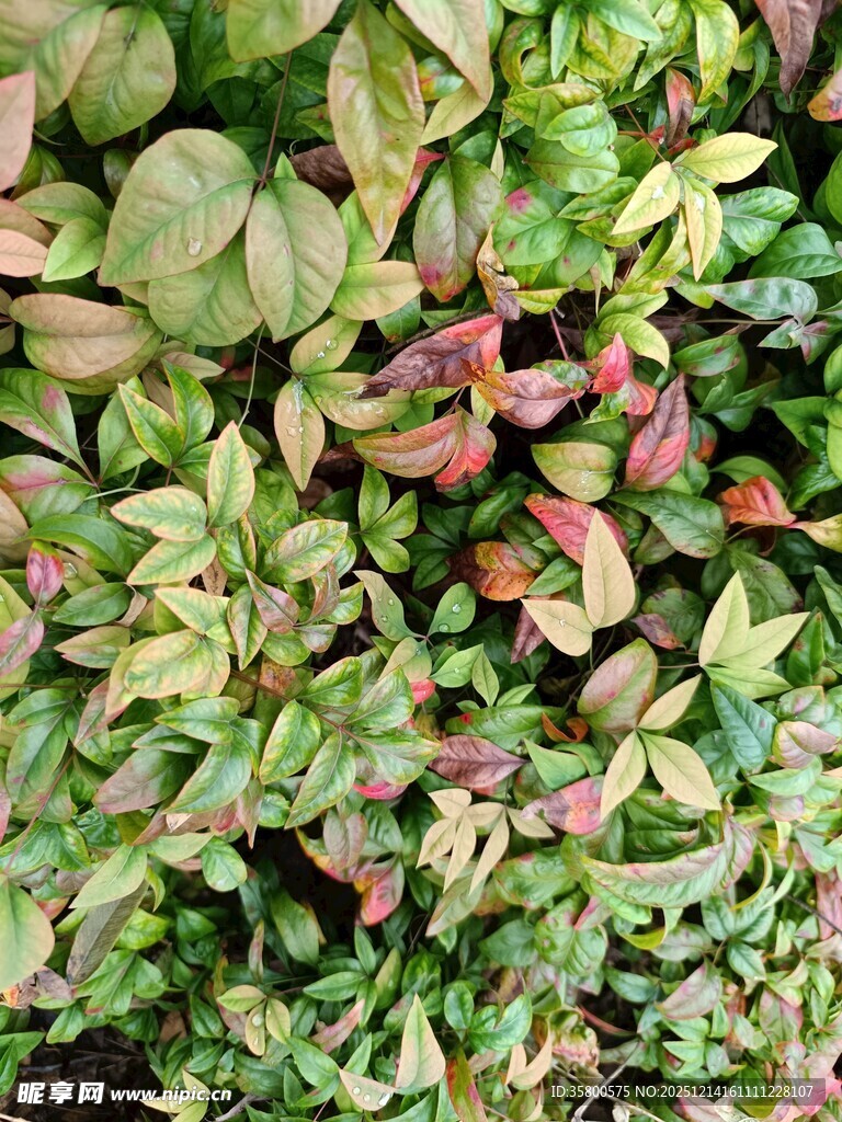 多彩叶片植物特写