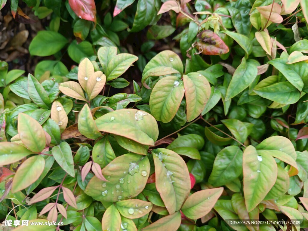 多彩斑斓的绿叶植物