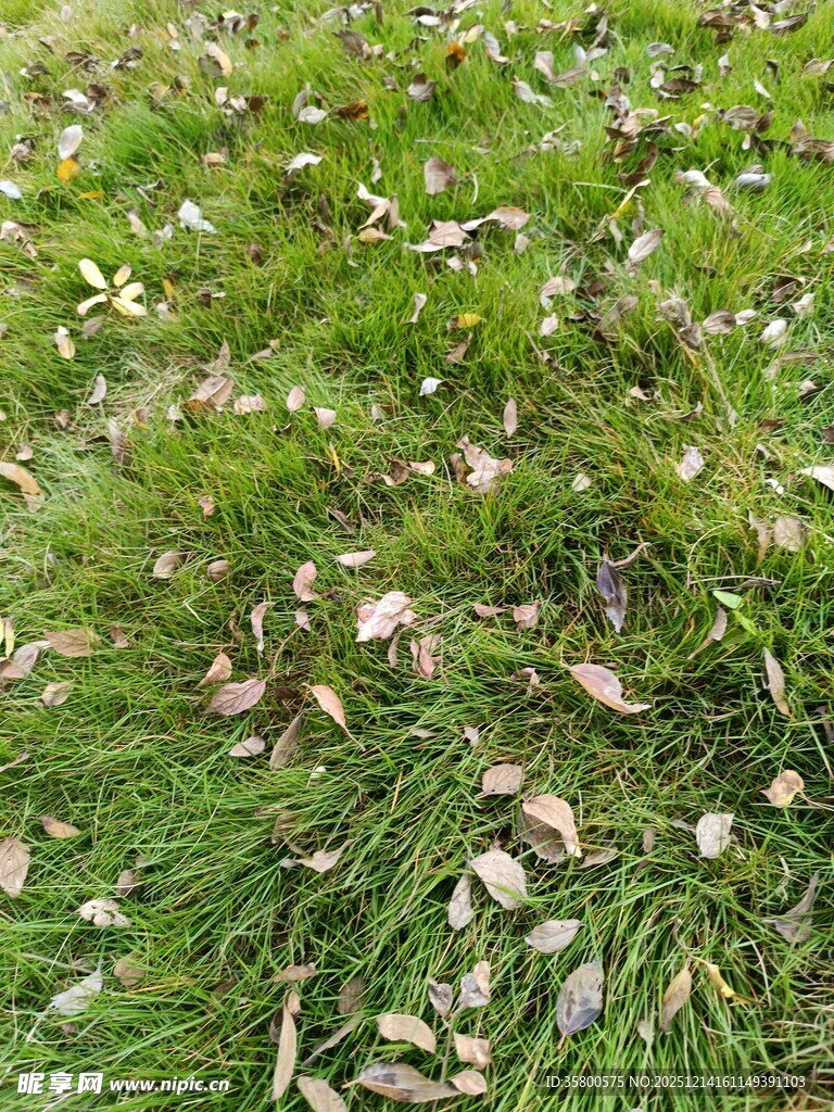 草地上散落的枯叶