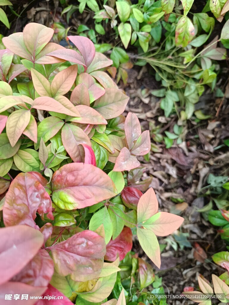 多彩叶片植物特写