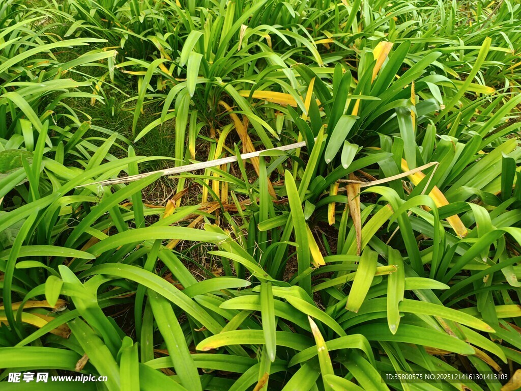 翠绿茂盛的田间植物