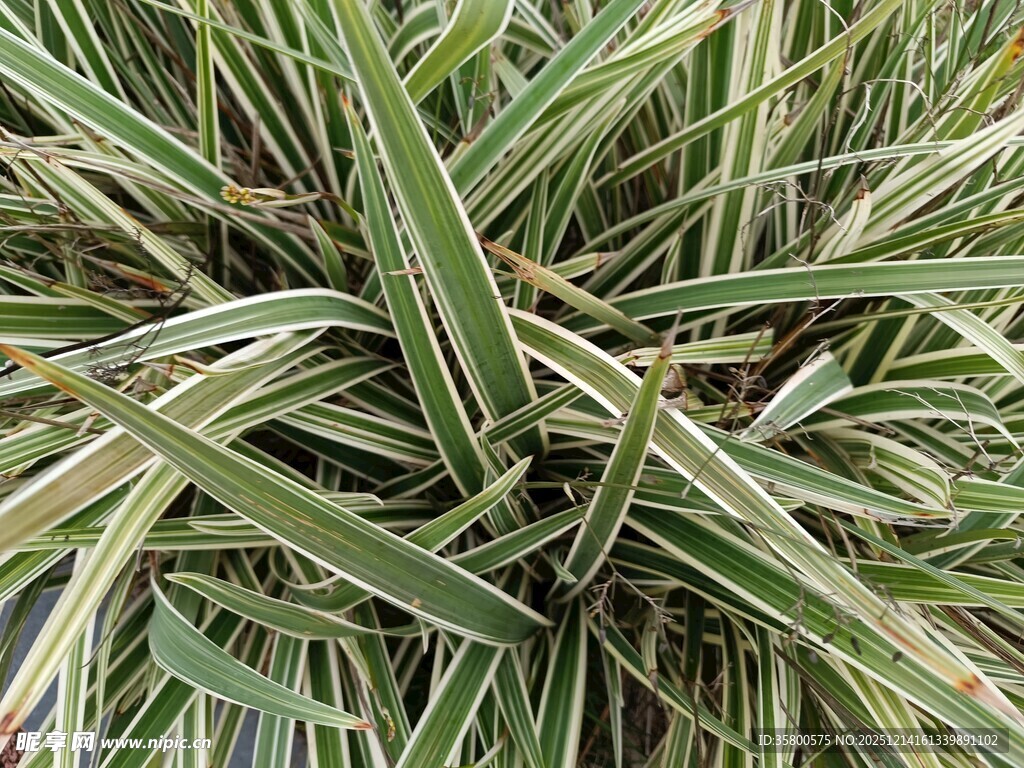 金边麦冬绿植特写