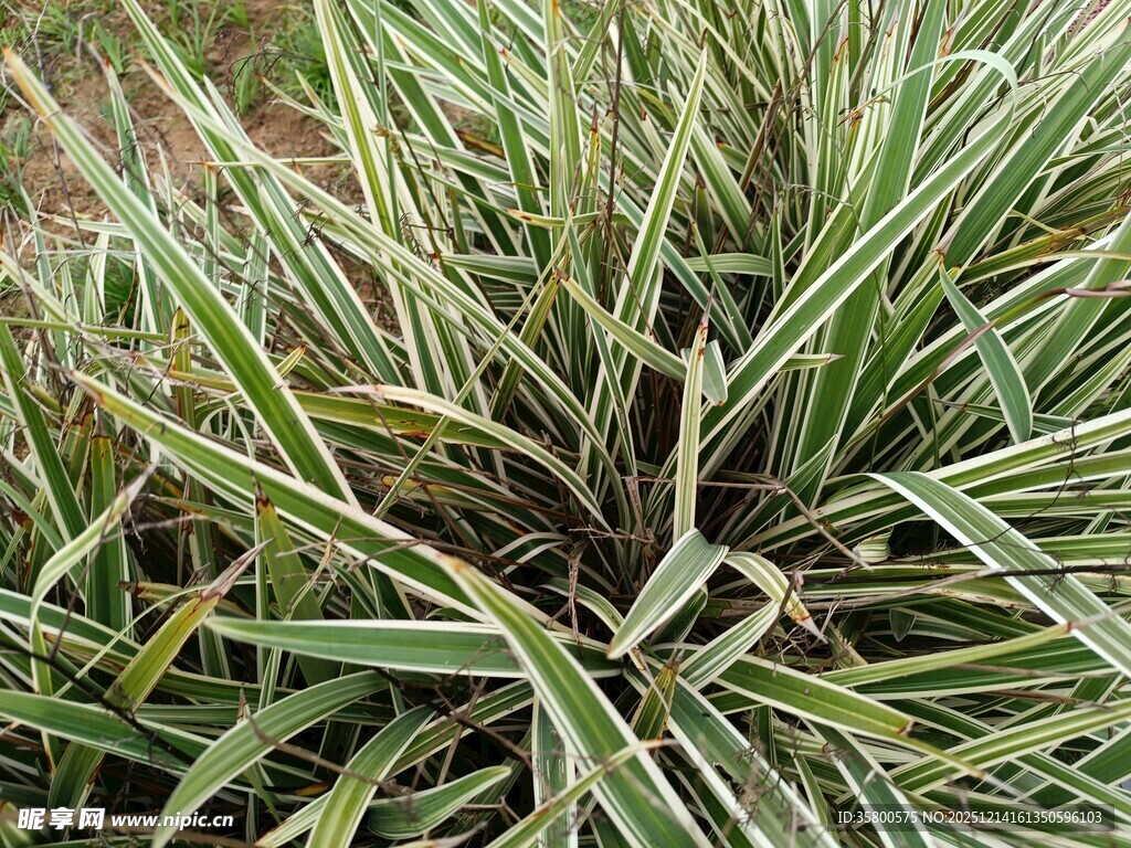 翠绿条纹草特写