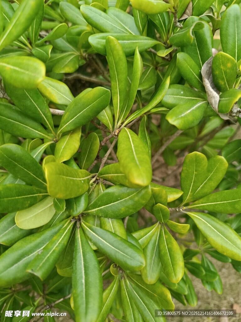 翠绿繁茂的植物叶片