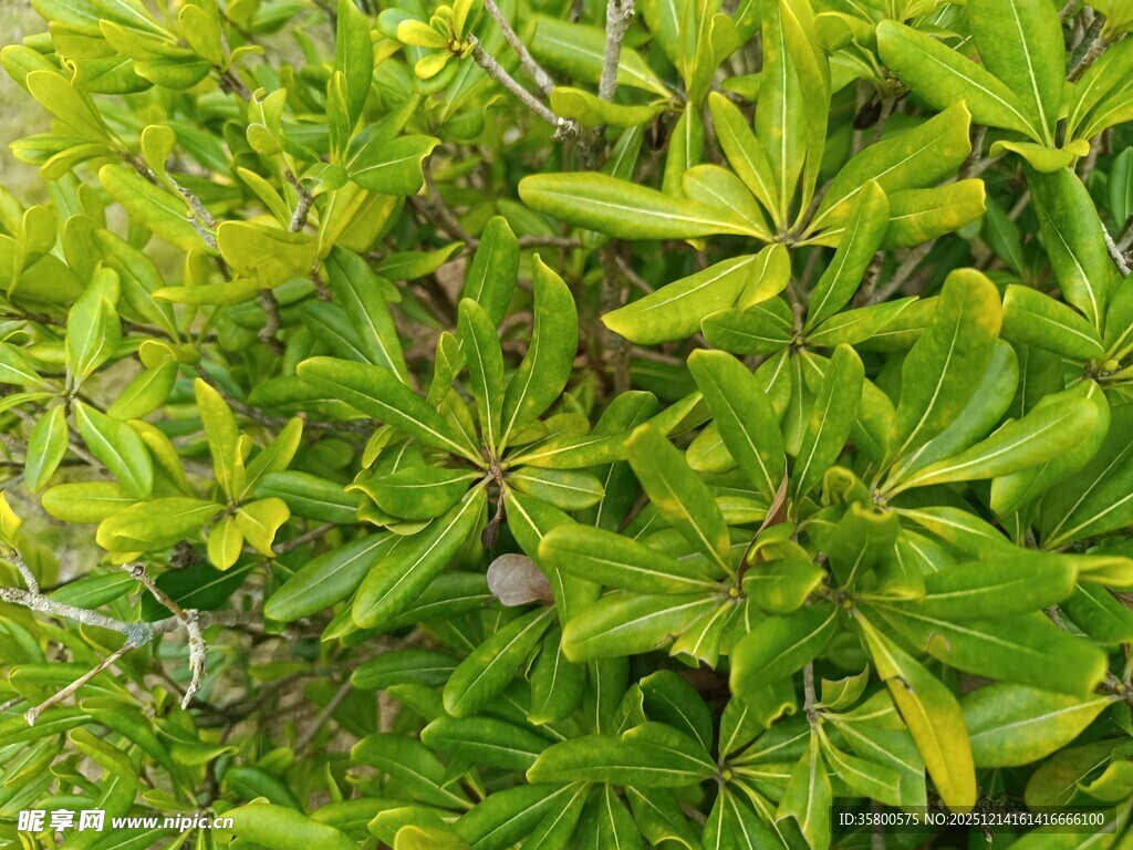 翠绿繁茂的植物叶片
