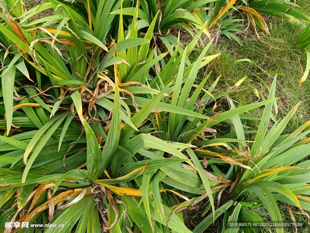 翠绿龙血树叶片特写