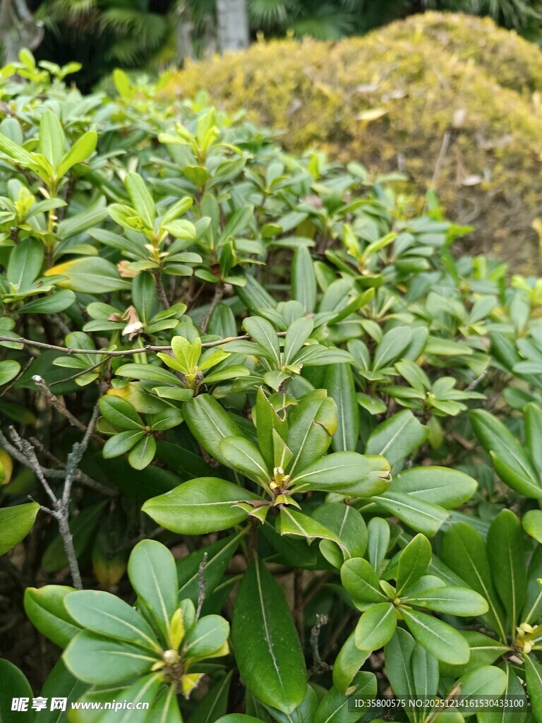 翠绿繁茂的灌木植物