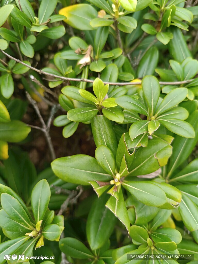 绿叶繁花植物特写