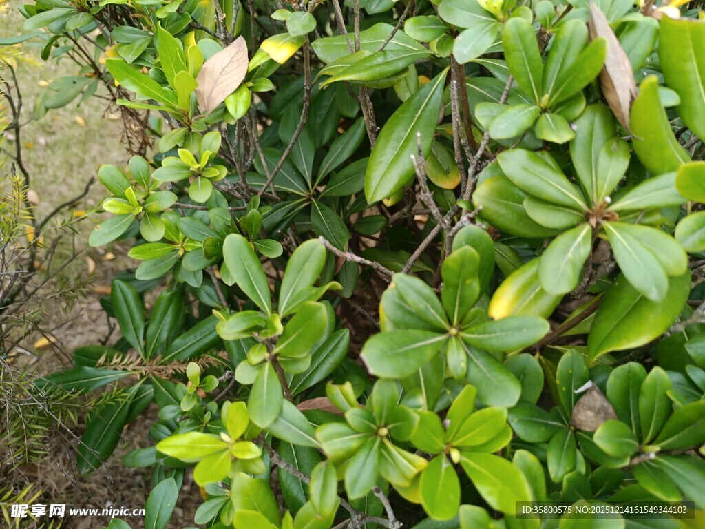 绿叶繁茂的植物景观